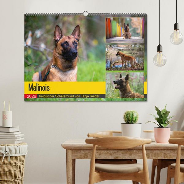 Produktbild: Malinois - belgischer Sch&auml;ferhund (Wandkalender 2026 DIN A2 quer), CALVENDO Monatskalender