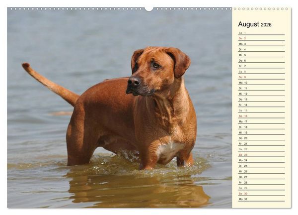 Produktbild: Rhodesian Ridgeback 2026 (hochwertiger Premium Wandkalender 2026 DIN A2 quer), Kunstdruck in Hochglanz