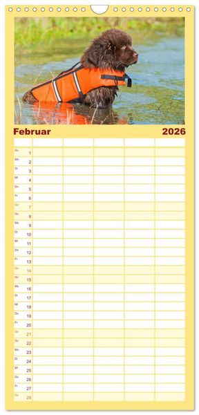 Produktbild: Familienplaner 2026 - Neufundl&auml;nder - Ein b&auml;renstarker Freund mit 5 Spalten (Wandkalender, 21 x 45 cm) CALVENDO