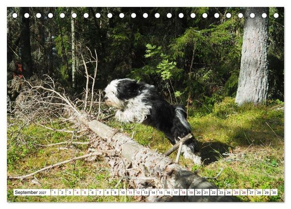 Produktbild: Tibet-Terrier - Eine Hunderasse mit Charakter (Tischkalender 2027 DIN A5 quer), CALVENDO Monatskalender