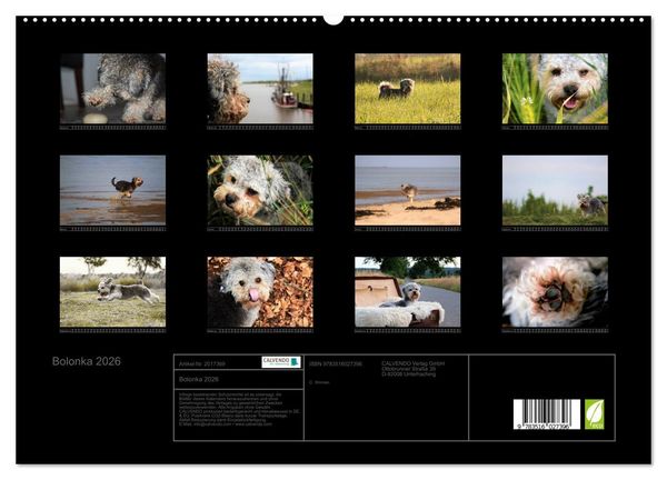 Produktbild: Bolonka 2026 (hochwertiger Premium Wandkalender 2026 DIN A2 quer), Kunstdruck in Hochglanz
