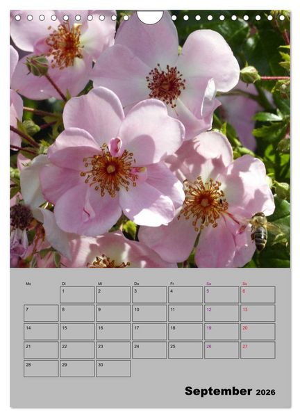 Produktbild: Rosen - Symbol der Liebe und Verehrung (Wandkalender 2026 DIN A4 hoch), CALVENDO Monatskalender