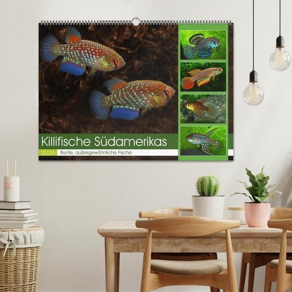 Produktbild: Killifische S&uuml;damerikas (Wandkalender 2026 DIN A2 quer), CALVENDO Monatskalender