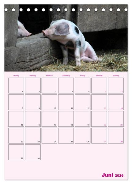 Produktbild: Schweinischer Terminplaner (Tischkalender 2026 DIN A5 hoch), CALVENDO Monatskalender