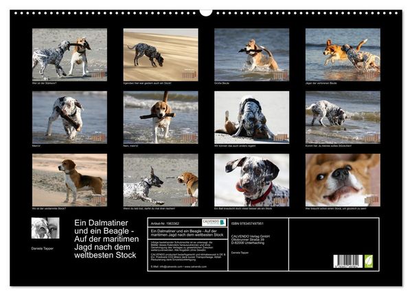 Produktbild: Ein Dalmatiner und ein Beagle - Auf der maritimen Jagd nach dem weltbesten Stock (Wandkalender 2026 DIN A2 quer), CALVENDO Monatskalender