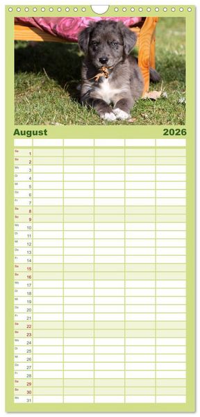 Produktbild: Familienplaner 2026 - Der Hundewelpen-Geburtstagskalender mit 5 Spalten (Wandkalender, 21 x 45 cm) CALVENDO