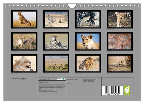 Produktbild: Afrikas Katzen (Wandkalender 2026 DIN A4 quer), CALVENDO Monatskalender