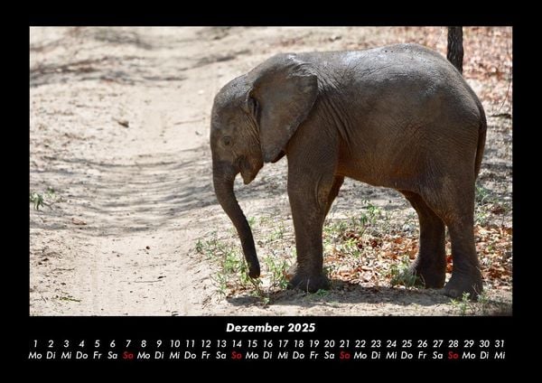Produktbild: Elefanten - Die sanften Riesen Afrikas 2025 Fotokalender DIN A3