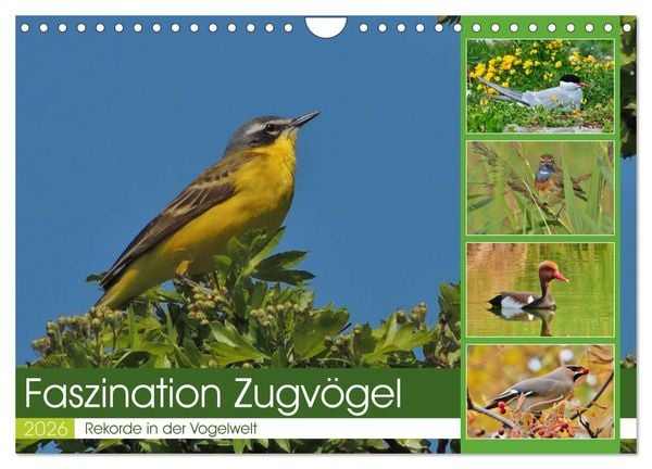 Produktbild: Faszination Zugv&ouml;gel - Rekorde in der Vogelwelt (Wandkalender 2026 DIN A4 quer), CALVENDO Monatskalender