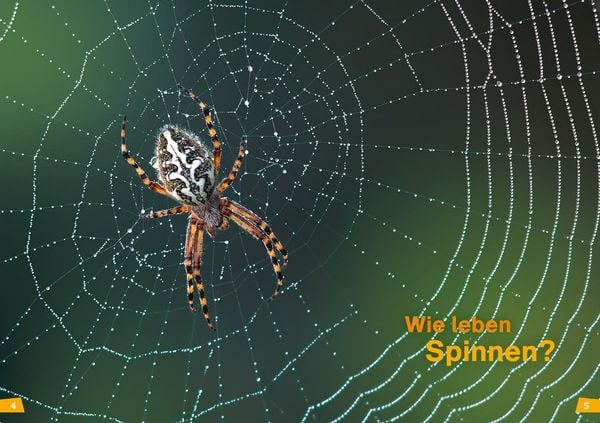 Produktbild: WAS IST WAS Erstes Lesen Band 24. Spinnen