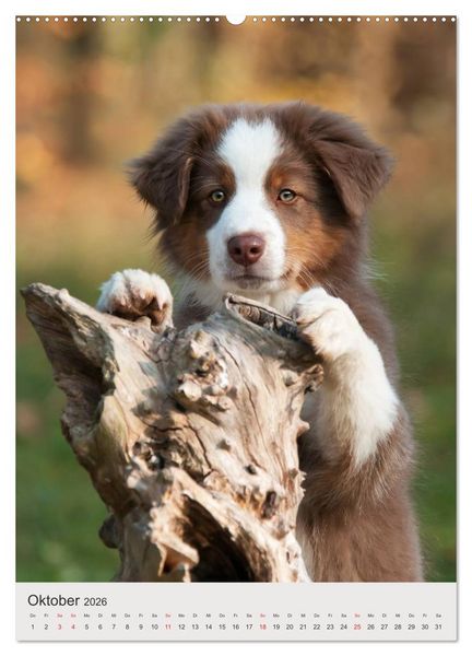 Produktbild: Hundewelpen (hochwertiger Premium Wandkalender 2026 DIN A2 hoch), Kunstdruck in Hochglanz