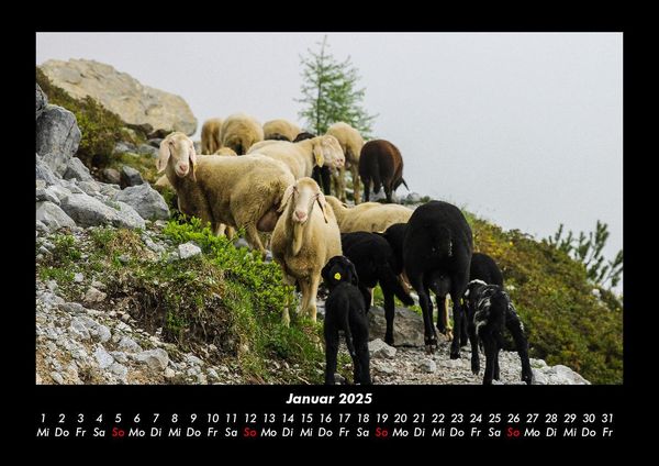 Produktbild: Tiere auf dem Bauernhof 2025 Fotokalender DIN A3