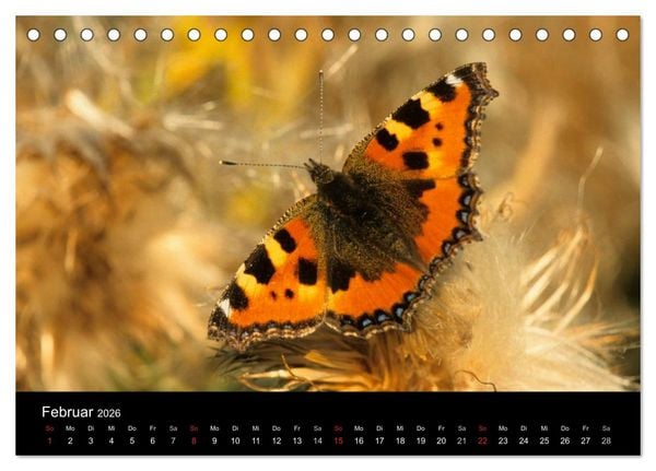 Produktbild: Schmetterlinge (Tischkalender 2026 DIN A5 quer), CALVENDO Monatskalender