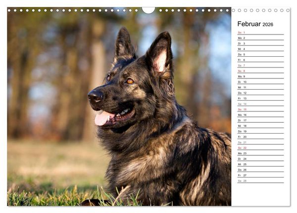 Produktbild: Zauberhafte Langhaar Sch&auml;ferhunde (Wandkalender 2026 DIN A3 quer), CALVENDO Monatskalender