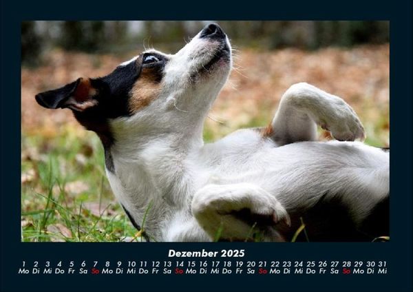 Produktbild: Der Hundekalender 2025 Fotokalender DIN A4