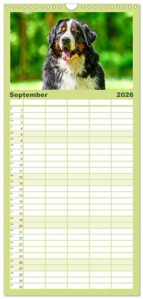 Produktbild: Familienplaner 2026 - Berner Sennenhunde - Traumhunde mit Charme mit 5 Spalten (Wandkalender, 21 x 45 cm) CALVENDO