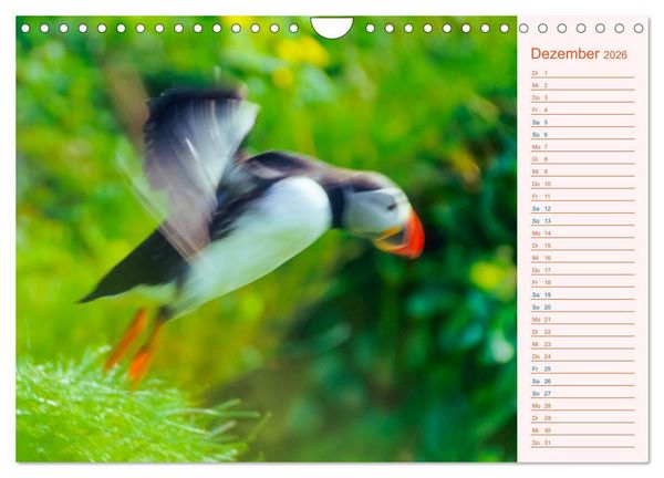Produktbild: Papageitaucher auf Island (Wandkalender 2026 DIN A4 quer), CALVENDO Monatskalender