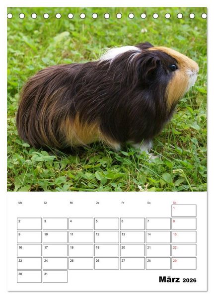 Produktbild: Meerschweinchen Terminplaner (Tischkalender 2026 DIN A5 hoch), CALVENDO Monatskalender