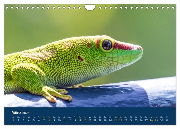 Produktbild: Faszinierende Tierwelt von Mauritius - Magische Momente der Natur (Wandkalender 2026 DIN A4 quer), CALVENDO Monatskalender
