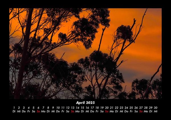Produktbild: B&auml;ume 2025 Fotokalender DIN A3