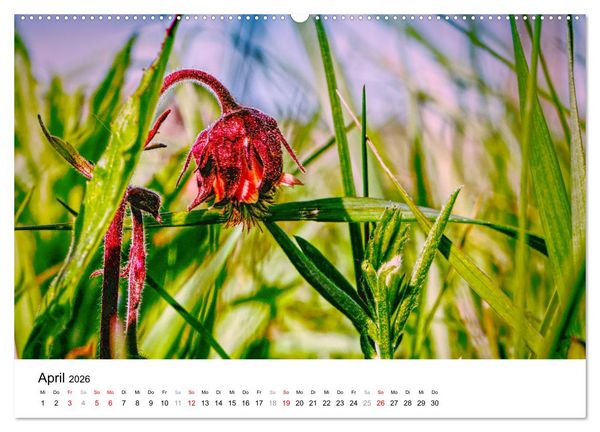 Produktbild: D&uuml;nenmomente - Ein Tag in den D&uuml;nen Nordj&uuml;tlands (hochwertiger Premium Wandkalender 2026 DIN A2 quer), Kunstdruck in Hochglanz