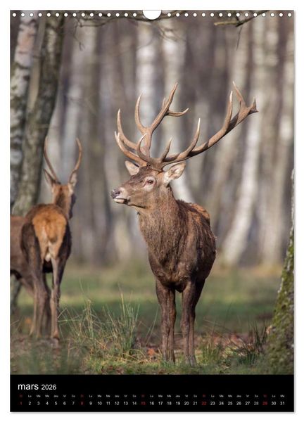 Produktbild: LE CERF EN FRANCE (Calendrier mural 2026 DIN A3 horizontal), CALVENDO calendrier mensuel