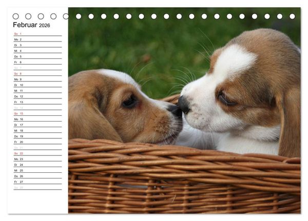 Produktbild: DER BEAGLEige TERMINPLANER (Tischkalender 2026 DIN A5 quer), CALVENDO Monatskalender
