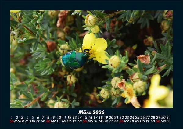 Produktbild: K&auml;fer 2026 Fotokalender DIN A5