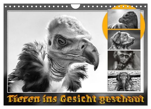 Produktbild: Tieren ins Gesicht geschaut (Wandkalender 2026 DIN A4 quer), CALVENDO Monatskalender