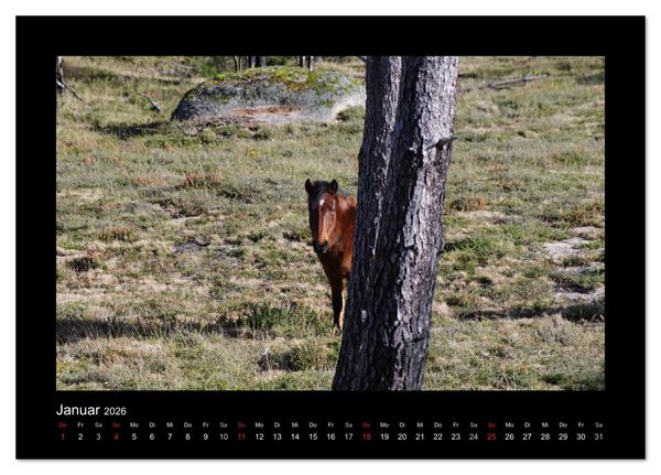 Produktbild: Garranos - Bedrohte Wildpferde Europas (Tischkalender 2026 DIN A5 quer), CALVENDO Monatskalender