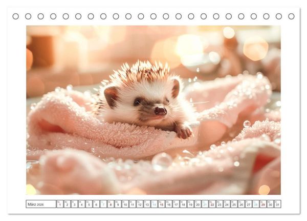 Produktbild: Lustige Igel (Tischkalender 2026 DIN A5 quer), CALVENDO Monatskalender