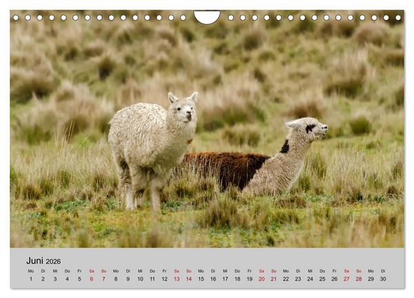 Produktbild: Unter Lamas und Alpakas (Wandkalender 2026 DIN A4 quer), CALVENDO Monatskalender