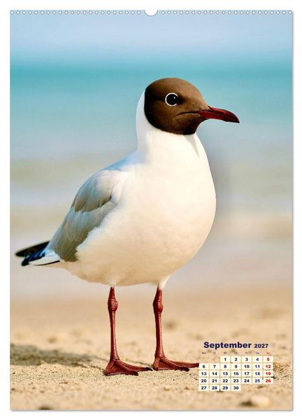 Produktbild: Seev&ouml;gel an der Nordsee (hochwertiger Premium Wandkalender 2027 DIN A2 hoch), Kunstdruck in Hochglanz