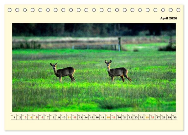 Produktbild: Unser Land im Norden (Tischkalender 2026 DIN A5 quer), CALVENDO Monatskalender