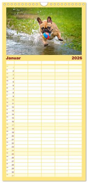 Produktbild: Familienplaner 2026 - Bullys in Action - Franz&ouml;sische Bulldoggen lieben B&auml;lle mit 5 Spalten (Wandkalender, 21 x 45 cm) CALVENDO