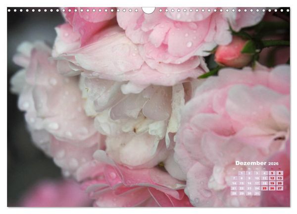 Produktbild: Rosen, die K&ouml;nigin der Blumen (Wandkalender 2026 DIN A3 quer), CALVENDO Monatskalender