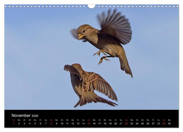 Produktbild: Singv&ouml;gel in Deutschland (Wandkalender 2026 DIN A3 quer), CALVENDO Monatskalender