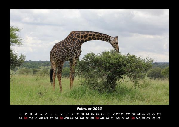 Produktbild: Giraffen 2025 Fotokalender DIN A3