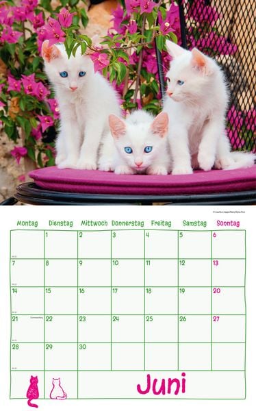 Produktbild: Katzen Kalenderpaket 2027