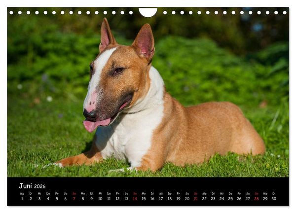 Produktbild: Bullterrier (Wandkalender 2026 DIN A4 quer), CALVENDO Monatskalender