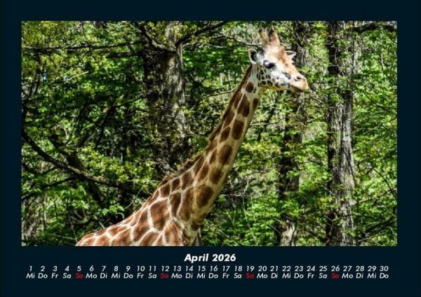 Produktbild: Giraffen 2026 Fotokalender DIN A4