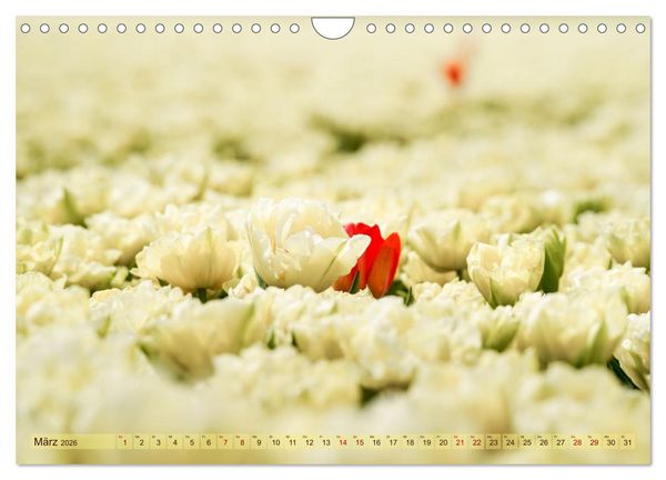 Produktbild: Tulpen - Hollands Stolz (Wandkalender 2026 DIN A4 quer), CALVENDO Monatskalender