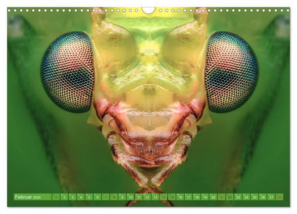 Produktbild: Extreme Makroaufnahmen - Insekten so nah wie nie (Wandkalender 2026 DIN A3 quer), CALVENDO Monatskalender