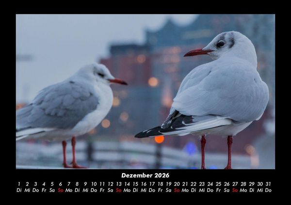 Produktbild: M&ouml;wen 2026 Fotokalender DIN A3