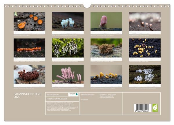 Produktbild: FASZINATION PILZE 2026 (Wandkalender 2026 DIN A3 quer), CALVENDO Monatskalender