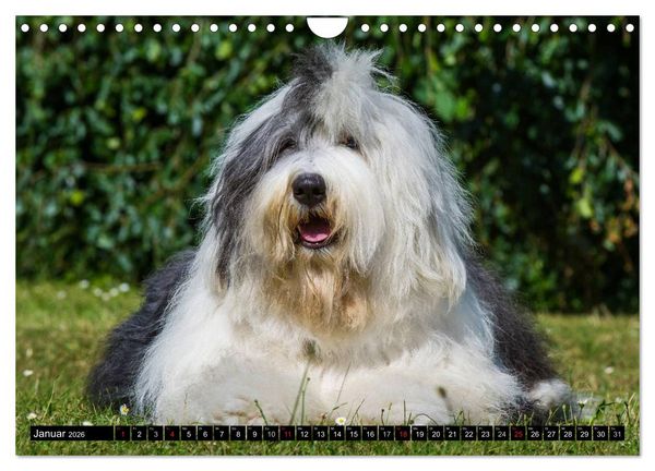 Produktbild: Traumhund Bobtail (Wandkalender 2026 DIN A4 quer), CALVENDO Monatskalender