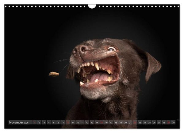 Produktbild: Fang das Leckerlie (Wandkalender 2026 DIN A3 quer), CALVENDO Monatskalender