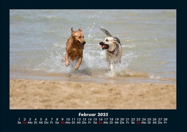 Produktbild: Der Hundekalender 2025 Fotokalender DIN A4