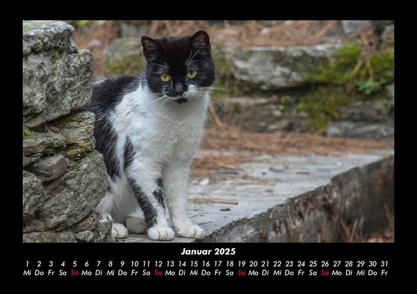 Produktbild: F&uuml;r Katzenfreunde 2025 Fotokalender DIN A3