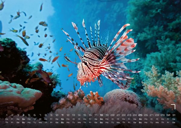 Produktbild: Sealife - verborgene Tiefen - 2027 - Kalender DIN A2